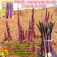 ราคา ผลผลิตสูง โตไว ทานอร่อย 10 เมล็ด หน่อไม้ฝรั่งม่วง เมล็ดหน่อไม้ฝรั่ง เมล็ดพันธุ์ หน่อไม้ฝรั่ง เมรี่วอชิงตัน Sweet Purple Asparagus Seeds Bonsai Asparagus Vegetable Seeds Asparagus Plants หน่อไม้ฝรั่ง เ