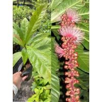 ราคา ต้นจิกเศรษฐีต้นไม้มงคลดอกเป็นพวงดอกหอมปลูกประดับบ้าน (21600799092)