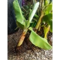 ราคา จำหน่ายหน่อกล้วยหอมคาเเวนดิชหน่อละ50 (18612651006)