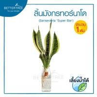 ราคา ลิ้นมังกรทอร์นาโด จำนวน 1 ต้น เลี้ยงน้ำได้ ไม้มงคล ไม้ฟอกอากาศ sansevieria superba ต้นไม้ (21804053391)