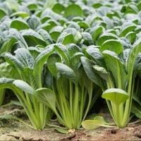 ราคา 500 เมล็ด ผักปวยเล้งญี่ปุ่น ปวยเล้ง หรือ ปวยเหล็ง ผักโขมญี่ปุ่น Komatsuna Spinach Seeds (21899900054)