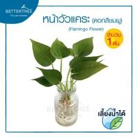 ราคา หน้าวัวแคระดอกสีชมพู จำนวน 1 ต้น เลี้ยงน้ำได้ ไม้มงคล ไม้ฟอกอากาศ ต้นไม้ (21768653538)