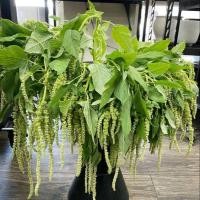 ราคา 2000 เมล็ด ผักขม ผักโขม ผักโหม ผักโหมเกลี้ยง ผักโขมแดง ผักโขมขาว Amaranthus seeds (21822881180)