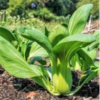 ราคา 1000 เมล็ด กวางตุ้งดอกฮ่องกง กวางตุ้งฮ่องเต้ไทนี่ กวางตุ้งจีน Pak Choy เมล็ดผัก ปลอดสาร Garden Vegetables (21824212088)