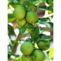 ราคา ต้นกล้าสะเดาหวานทวาย 1 ต้น (6756764587)