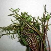 ราคา 100 เมล็ด ผักบุ้งแดง ผักบุ้งส้มตำ เมล็ดผัก ปลอดสาร (21784394837)