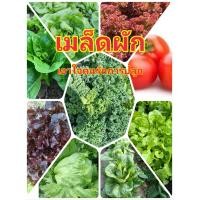 ราคา เมล็ดผักสวนครัวเมล็ดผักสวนครัว ผักสลัด ไฮโดรโปรนิกส์ ต้นกล้าผักสวนครัวพร้อมปลูก มีสายพันธุ์ สลัดแก้ว ฟินเล่ย์ กรีนโอ๊ค เรดโอ๊ค มินิคอส ผักกาดหอมอิตาลี่ บัตเตอร์เฮด ผักชี งอกดี ปลูกง่าย บรรจุ 100 300 เ
