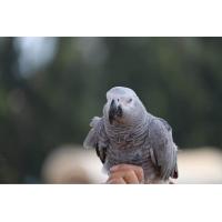 ราคา ไข่เชื้อนกแก้ว แอฟริกันเกรย์ หรือเจ้านก จัสติน นกพูดได้พูดมากด้วย สินค้ารับประกัน (20261905638)