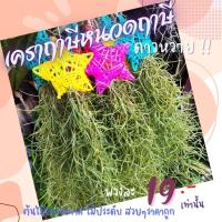 ราคา ดาวหวาย เคราฤาษี หนวดฤาษี ต้นไม้ฟอกอากาศ ไม้ประดับ ต้นอวบ สด สวยๆ ราคาถูก (16763346193)