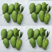 ราคา มะม่วงโชคอนันต์ใหม่สดจากสวนทุกวัน ราคาสุดพิเศษ (14317066909)