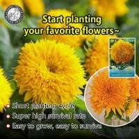 ราคา ปลูกง่าย 6เมล็ด ซอง เมล็ดพันธุ์ ทานตะวัน เท็ดดี้แบร์ Teddy Bear Sunflower เมล็ดทานตะวัน ซันโกลด์ ทานตะวัน ดอกทานตะวัน ทานตะวัน Sunflower Seed ปลูกง่าย โตไว ดอกดกสวย แต่งบ้านและสวน เมล็ดบอนสี ทนแล้งให้