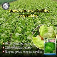 ราคา ปลูกง่าย 500เมล็ด ซอง เมล็ดพันธุ์ ผักสลัด ไอซ์เบิร์ก สลัดแก้ว Iceberg Lettuce Seed Organic Vegetable Seeds for Planting ผักสลัดแก้ว ผักสลัด เมล็ดพันธุ์แท้ OP เมล็ดพันธุ์ผัก ผักสวนครัว ผักออร์แกนิก พัน
