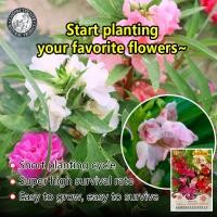 ราคา ปลูกง่าย 10เมล็ด ซอง เมล็ดพันธุ์ ดอกเทียนไทย บอนสี Assorted Impatiens balsamina Flower Seeds คละสี เมล็ดดอกไม้ บอนสีราคาถูก เมล็ดบอนสี ต้นไม้มงคล ปลูกง่าย โตไว ดอกดกสวย แต่งบ้านและสวน เมล็ดบอนสี ทนแล้