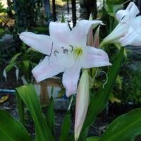 ราคา 1 หัว แร้งคอดำ ว่านแร้งคอคำ ว่านพระยาแร้ง Crinum latifolium L เพาะปลูกหน้าบ้านดีนักแล (21598979396)