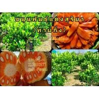 ราคา ต้นขนุนแดงสุร ิยา กิ่งพันธุ์ขนุนแดงสุริยา กิ่งทาบ เป็นสายพันธุ์ที่มีเนื้อสีแดง2 3ปีติดลูกรสชาติหวานกรอบอร่อยขนาดกิ่ง65 70ซม (18318867305)