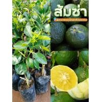 ราคา ต้นส้มซ่าแบบเสียบยอด ส้มซ่า หรือ Citrus aurantium var aurantium เป็นพืชสมุนไพรโบราณหายาก มีรสชาติหวานเหมือนส้มเช้ว ใช้ปรุงอาหารรสชาติดี เป็นพืชที่แข็งแรงมีภูมิต้านทานโรคแมลง (21556135625)