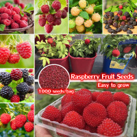 ราคา จัดส่งด่วน 1000หายากอร่อยราสเบอร์รี่ผลไม้สำหรับปลูกหวานฉ่ำราสเบอร์รี่บ้านตกแต่งสวนระเบียงบอนไซกระถางต้นไม้ดอกไม้ผักสดพืชน้ำต้นไม้พืชสำหรับขายง่ายต่อการเติบโตในประเทศมาเลเซีย (21142081754)