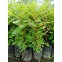 ราคา ต้นว่านธรณีสาร จัดเป็นไม้พุ่งกึ่งไม้ยืนต้นขนาดเล็ก ลำต้นตั้งตรง คนไทยโบราณเชื่อว่าถ้าปลูกต้นธรณีสารไว้กับบ้านจะเป็นสิริมงคล สรรพคุณทางยาเยอะ (19168404750)