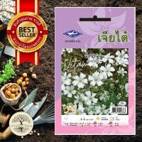 ราคา เมล็ดพันธุ์ ดอกไม้ จิ๊ปโซฟิล่า เมล็ด ต้นไม้ เมล็ดผัก เมล็ดดอกไม้ ดอกไม้ ผัก ผักสวนครัว สลัด เมล็ดพันธุ์พืช (10038634899)