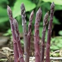 ราคา 5 เมล็ด หน่อไม้ฝรั่ง พันธุ์สีม่วง Purple Asparagus ผักต่างประเทศ (21805351843)