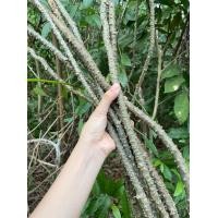 ราคา ต้นบอระเพ็ดสด 0 5 ก ก (21681949498)