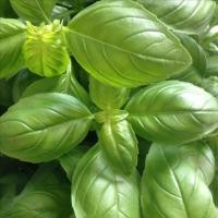 ราคา 100 เมล็ด โหระพาอิตาเลี่ยน ผักสวนครัวฝรั่ง โหระพาใบใหญ๋ (21805687092)