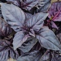 ราคา 100 เมล็ด โหระพาอิตาลี Large Leaf Italian Basil Seeds (21741514712)