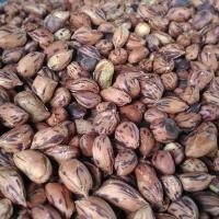 ราคา 35 เมล็ด ถั่วลายเสือ ถั่วลิสงลายเสือ ถั่วดิน ถั่วดิบ ใช้เพาะปลูกได้ (21790394929)