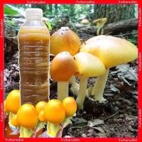 ราคา เชื้อเห็ดระโงกขาว เชื้อใหม่เข้มข้น เชื้อเห็ดป่า ขวด600ml พร้อมวิธีปลูก เชื้อเห็ด (19146415115)