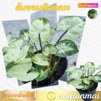 ราคา ต้นออมเงินแคระ กระถาง 3 นิ้ว ไม้มงคล (21554198127)