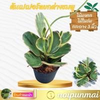 ราคา ต้นเปเปอร์หยกด่างชมพู กระถาง 3นิ้ว ไม้มงคล (21554140664)