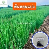 ราคา เมล็ดพันธุ์ ต้นหอมแบ่ง 100 เมล็ด หอมแบ่ง (21443725073)