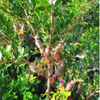 ราคา กิ่งตอนไทรเกาหลี ความยาว 50 80ซม รากแน่นๆ ลงดินได้เลยไม่ต้องชำ ทำรั้วสวยๆ ในราคาประหยัด (21897253494)