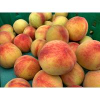 ราคา ลูกพีชสด ลูกท้อ 3 กิโลกรัม คละไซส์ สดจากสวน เชียงใหม่ 桃子taozi (13542691625)