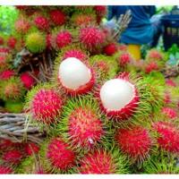 ราคา เงาะ เงาะโรงเรียน เงาะหวานสดใหม่จากสวน เนื้อหวาน อร่อย (20035830710)