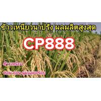 ราคา ซีพีไรซ์888 GN11 บรรจุ 5 กก CP888 เมล็ดพันธุ์ข้าวเหนียวหอม ฟาร์มโปร คัดพิเศษ (21927103296)