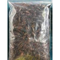 ราคา จิ้งหรีดไข่ ต้มสุก แช่แข็ง แพ็คละ 1 กิโลกรัม สดๆใหม่ๆไข่แน่นๆ จากฟาร์ม เพาะเลี้ยงเอง ราคา ส่ง ถูกที่สุด (21757403581)