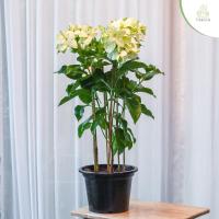 ราคา Treeno 9 T59 ดอนญ่าสีขาว ต้นใหญ่ ไม้มงคล Mussaenda Philippica กระถาง 11 นิ้ว สูง 70 90 ซม ไม้ประดับ ไม้มงคล ใบสวย ต้นไม้ (14684378659)