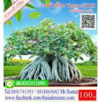 ราคา ขายเมล็ดชวนชม เมล็ดสำหรับการเพาะพันธุ์ ได้แก่เม็ดชวนชมอาราบิคั่ม เมล็ดชวนชมไทยโซโค เมล็ดชวนชมยักษ์ญี่ปุ่น เมล็ดชวนชมฮอลแลนด์ เมล็ดชวนชมยักษ์ซาอุ (2756312914)
