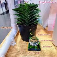 ราคา แก้เคล็ดโต๊ะทำงานตรงประตู รีวิว10000 ลูกแก้วคริสตัล พีระมิด ผ่านพิธี แก้นั่งใต้เสา ใต้คาน หน้าห้องน้ำ ปรับฮวงจุ้ย (21361658975)