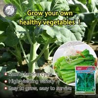 ราคา ปลูกง่าย 400เมล็ด ซอง เมล็ดพันธุ์คะน้า Kale Seeds อินทนนท์ F1 เมล็ดพันธุ์ผัก เมล็ดพันธุ์สวนครัว เมล็ดพันธุ์คะน้าฮ่องกง เมล็ดพันธุ์ผัก ผักออร์แกนิก เมล็ดบอนสี ผักสวนครัว ต้นผลไม้ บอนไซ พันธุ์ผัก เมล็ดผ