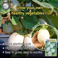 ราคา ปลูกง่าย 100เมล็ด ซอง เมล็ดมะเขือไข่เต่าขาว White Eggplant เมล็ดพันธุ์มะเขือไข่เต่า เมล็ดมะเขือไข่เต่า มะเขือไข่เต่าขาว เมล็ดพันธุ์ผัก เมล็ดพันธุ์ผัก ผักออร์แกนิก เมล็ดบอนสี ผักสวนครัว ต้นผลไม้ บอนไซ 