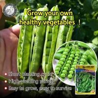 ราคา ปลูกง่าย 40เมล็ด ซอง เมล็ดพันธุ์ ถั่วหวาน Sweet Sugar Pea Seeds ผลผลิตสูง งอกง่าย เมล็ดพันธุ์ ถั่วลันเตาหวาน เมล็ดพันธุ์แท้ OP เมล็ดพันธุ์ผัก ผักสวนครัว บอนไซ ปลูกผัก ผักออร์แกนิก พันธุ์ผัก เมล็ดผัก เ