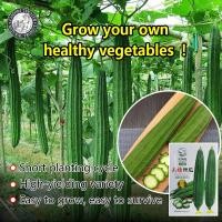 ราคา ปลูกง่าย 10เมล็ด ซอง เมล็ดบวบเหลี่ยม Loofah เมล็ดพันธุ์บวบเหลี่ยม บวบเหลี่ยม เมล็ดพันธุ์ผัก เมล็ดผักสวนครัว เมล็ดพันธุ์แท้ OP เมล็ดพันธุ์ผัก ผักสวนครัว บอนไซ ปลูกผัก ผักออร์แกนิก พันธุ์ผัก เมล็ดผัก เม