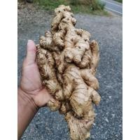 ราคา หัว กระ ทือ ป่า ขุดสด ตามออเดอร์ 1 กิโล (17772993599)
