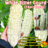 ราคา ปลูกง่าย ปลูกได้ทั่วไทย 18เมล็ด ซอง ผลผลิตสูง เมล็ดพันธุ์มะระจีนขาว White Bitter Gourd Seeds White Balsam Pear Seeds Organic Vegetables Seeds for Planting เมล็ดมะระขาว เมล็ดพันธุ์ผัก เมล็ดบอนสี ผักสวน