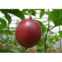 ราคา ใบเสาวรส ใบกะทกรก กะทกรกฝรั่ง แพสชั่นฟรุตPassion Fruit leaves 100ใบ 99 บาท ใบเก็บสดส่ง นำมาตำแล้วคั้นเอาแต่น้ำ กินเป็นยาถ่ายพยาธิได้ Jamaica honey suckle Yellow granadilla เสาวรส ผลไม้ชั้นยอดสรรพคุณเพ