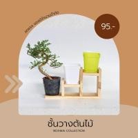 ราคา ถูก ส่งเร็วทันใจ ชั้นวางต้นไม้ ชั้นวางแคคตัส ชั้นไม้ ชั้นวางกระบองเพชร (19783749918)