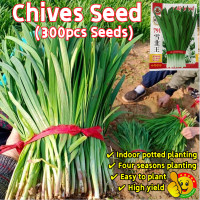 ราคา ปลูกง่าย ปลูกได้ทั่วไทย 300เมล็ด ซอง เมล็ดพันธุ์ กุยช่าย Chinese Chives Seeds for Planting Bonsai Vegetable Seeds for Gardening Chives Plants Seed Chinese Leeks Seeds Herb Seeds ต้นกุยช่าย เมล็ดกุยช่า