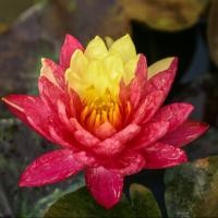 ราคา 20 เมล็ด ดอกบัว บัวแคระ ของแท้ Nymphaea Waterlily Lotus Seeds สายพันธุ์ Wanvisa (21167595842)